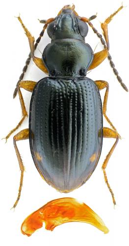 Réf. 182 097 : Bembidion assimile
